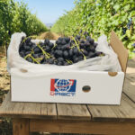 black magic grapes