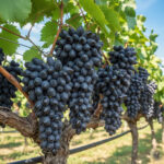 black magic grapes 2