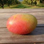 crimson pride mango 1