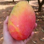 crimson pride mango 2