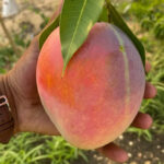 crimson pride mango 3