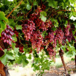 red crimson seedless grapes 1