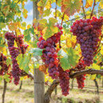 red flame seedless grapes 2