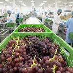 red flame seedless grapes 3