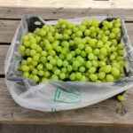 white sugraone seedless grapes 1
