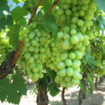 white sugraone seedless grapes 4