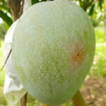 yasmina rose mango 2
