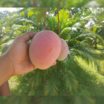 yasmina rose mango 4