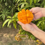 yasmina rose mango 6