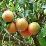 Grapefruit (Red & White)